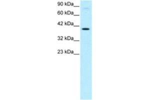 Western Blotting (WB) image for anti-KIN, Antigenic Determinant of RecA Protein Homolog (KIN) antibody (ABIN2460273) (KIN antibody)