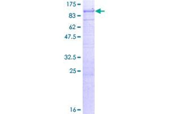 FARP2 Protein (AA 1-647) (GST tag)