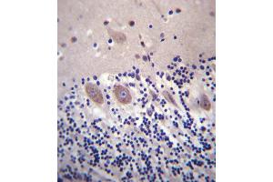 CACNA2D2 Antibody (Center) (ABIN657303 and ABIN2846384) immunohistochemistry analysis in formalin fixed and paraffin embedded human cerebellum tissue followed by peroxidase conjugation of the secondary antibody and DAB staining. (CACNA2D2 antibody  (AA 643-671))