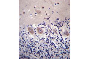 CACNA2D2 Antibody (Center) (ABIN657303 and ABIN2846384) immunohistochemistry analysis in formalin fixed and paraffin embedded human cerebellum tissue followed by peroxidase conjugation of the secondary antibody and DAB staining. (CACNA2D2 antibody  (AA 643-671))