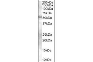 Image no. 1 for anti-SMAD Family Member 9 (SMAD9) (Internal Region) antibody (ABIN372891) (SMAD9 antibody  (Internal Region))