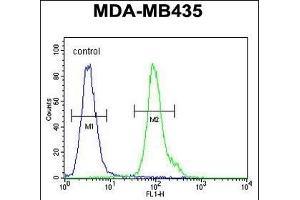 N Antibody (N-term) (ABIN651528 and ABIN2840279) flow cytometric analysis of MDA-M cells (right histogram) compared to a negative control cell (left histogram).