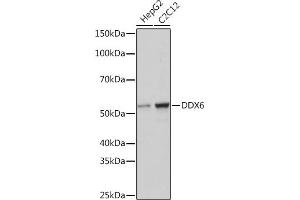 Western blot analysis of extracts of various cell lines, using DDX6 Rabbit mAb (ABIN7266703) at 1:1000 dilution. (DDX6 antibody)