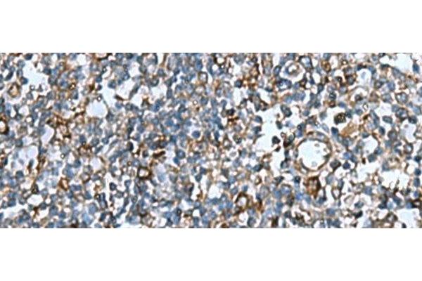 COMMD9 antibody