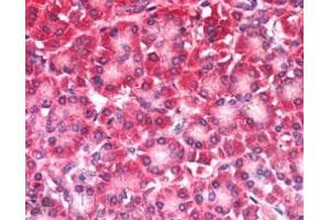 ABIN184977 (5µg/ml) staining of paraffin embedded Human Pancreas. (CARD6 antibody  (N-Term))