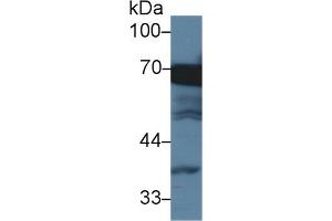 Detection of HSPA1L in Human HepG2 cell lysate using Monoclonal Antibody to Heat Shock 70 kDa Protein 1 Like Protein (HSPA1L) (HSPA1L antibody  (AA 1-641))