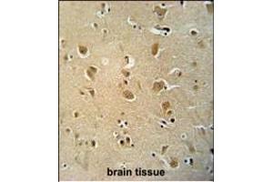 WWC3 antibody (C-term) (ABIN654482 and ABIN2844217) immunohistochemistry analysis in formalin fixed and paraffin embedded human brain tissue followed by peroxidase conjugation of the secondary antibody and DAB staining.