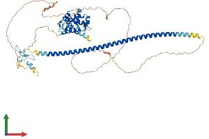 AlphaFold protein structure predicition of Human Recombinant RUFY4 Protein, UniprotID Q6ZNE9 (RUFY4 Protein (AA 1-571) (His tag))