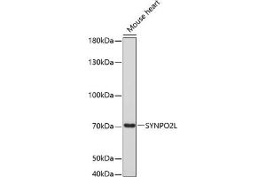 Western blot analysis of extracts of mouse heart, using SYNPO2L antibody (ABIN6135147, ABIN6148780, ABIN6148782 and ABIN6220274) at 1:3000 dilution. (SYNPO2L antibody  (AA 700-800))