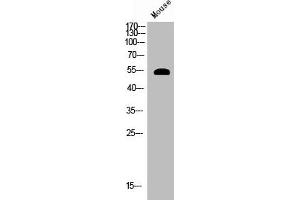 Western Blot analysis of mouse cells using Phospho-Akt (S124) Polyclonal Antibody (AKT1 antibody  (pSer124))