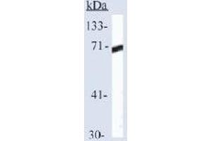 Western blot analysis of HSP70 expression in Hela cells (HSP70 1A antibody  (C-Term))