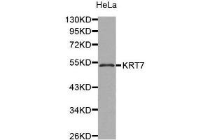 Western Blotting (WB) image for anti-Keratin 7 (KRT7) (AA 230-469) antibody (ABIN3016271) (Cytokeratin 7 antibody  (AA 230-469))