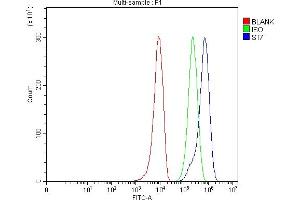 anti-Suppression of Tumorigenicity 7 (ST7) (AA 268-309), (Middle Region) antibody