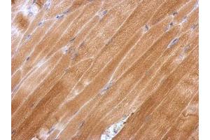 Immunohistochemistry (IHC) image for anti-Glutathione Peroxidase 2 (GPX2) (C-Term) antibody (ABIN2854695)