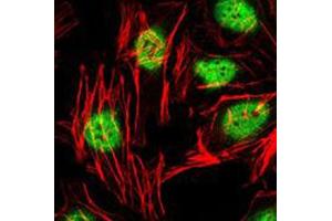 Immunofluorescent staining of HeLa cells with ZBTB16 monoclonal antibody, clone 5B3  (Green). (ZBTB16 antibody)