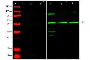 Western blot using  affinity purified anti-PTEN-P1 antibody shows detection of endogenous PTEN-P1 in whole cell lysates from human derived cell lines HeLa (lane 4), HEK293 (lane 5) and MCF7 (lane 6). (PTENP1 antibody  (N-Term))