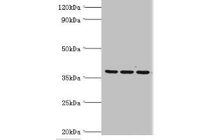 Western blot All lanes: 39S ribosomal protein L1, mitochondrial antibody at 2 μg/mL Lane 1: Hela whole cell lysate Lane 2: K562 whole cell lysate Lane 3: HepG2 whole cell lysate Secondary Goat polyclonal to rabbit IgG at 1/10000 dilution Predicted band size: 39 kDa Observed band size: 39 kDa (MRPL1 antibody  (AA 51-324))