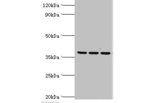 MRPL1 Antikörper  (AA 51-324)