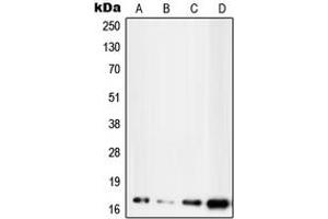 Western blot analysis of UBE2D2 expression in MCF7 (A), HepG2 (B), NIH3T3 (C), H9C2 (D) whole cell lysates.