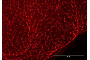 Immunofluorescence Microscopy of Chicken Anti-RFP antibody. (RFP antibody  (Biotin))