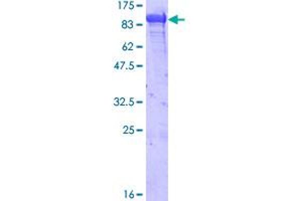 GRP78 Protein (AA 19-654) (GST tag)