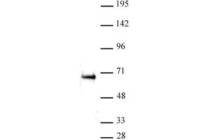 Western Blot: K-562 nuclear extract (20 µg per lane) probed with the ETO / RUNX1T1 antibody (pAb) at a dilution of 1:500. (RUNX1T1 antibody  (Internal Region))