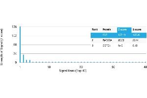 Protein Array (PAr) image for anti-Follistatin (FST) antibody (ABIN7456169) (Follistatin antibody)