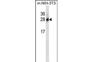PSPH Antibody (N-term) (ABIN1881701 and ABIN2839050) western blot analysis in mouse NIH-3T3 cell line lysates (35 μg/lane). (PSPH antibody  (N-Term))