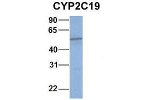 Host:  Rabbit  Target Name:  WT1  Sample Type:  721_B  Antibody Dilution:  1. (CYP2C19 antibody  (Middle Region))