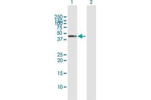 Western Blot analysis of RASSF8 expression in transfected 293T cell line by RASSF8 MaxPab polyclonal antibody. (RASSF8 antibody  (AA 1-392))