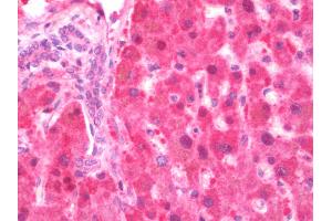 Anti-GDI2 antibody IHC staining of human liver. (GDI2 antibody  (Biotin))