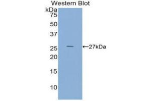 Western Blotting (WB) image for anti-Epidermal Growth Factor (EGF) (AA 973-1201) antibody (ABIN1858693) (EGF antibody  (AA 973-1201))