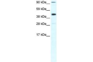 Western Blotting (WB) image for anti-Polymerase (RNA) II (DNA Directed) Polypeptide B, 140kDa (POLR2B) (Middle Region) antibody (ABIN927382)