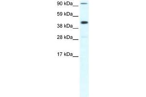 POLR2B antibody used at 0.