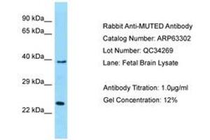 Image no. 1 for anti-Muted Homolog (MUTED) (AA 102-151) antibody (ABIN6749965) (MUTED antibody  (AA 102-151))
