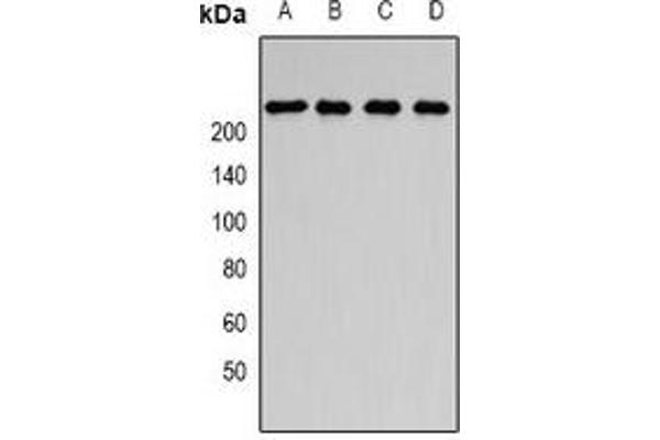 SMCHD1 antibody