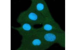 IF analysis of 14-3-3 zeta/delta using anti-14-3-3 zeta/delta antibody (ABIN5693157). (14-3-3 zeta antibody)