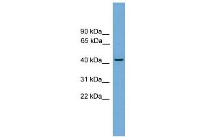 WB Suggested Anti-Rbm9 Antibody Titration:  0.