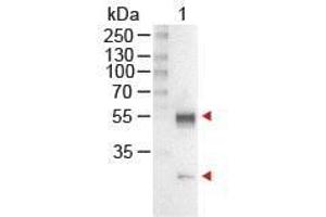 Western Blot of Rabbit anti-Mouse IgG Antibody Alkaline Phosphatase Conjugated Lane 1: Mouse IgG Load: 100 ng per lane Secondary antibody: MOUSE IgG (H&L) Antibody Alkaline Phosphatase Conjugated at 1:1,000 for 60 min at RT Block: ABIN925618 for 30 min at RT Predicted/Observed size: 55 and 28 kDa, 55 and 28 kDa (Rabbit anti-Mouse IgG (Heavy & Light Chain) Antibody (Alkaline Phosphatase (AP)) - Preadsorbed)