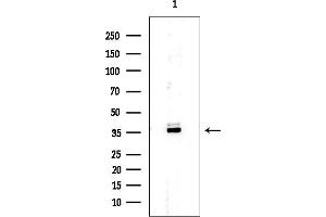 anti-Ovo-Like 1 (OVOL1) (N-Term) antibody