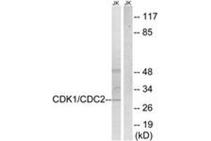 Western blot analysis of extracts from HepG2 cells, treated with Forskolin 40nM 30', using CDK1/CDC2 (Ab-14) Antibody. (CDK1 antibody  (AA 1-50))