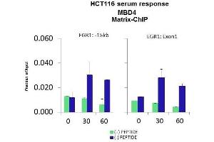 Quiescent human colon carcinoma HCT116 cultures were treated with 10% FBS for three time points (0, 15, 30min) or (0, 30, 60min) were used in Matrix-ChIP and real-time PCR assays at EGR1 gene (Exon1) and 15kb upstream site. (MBD4 antibody  (Middle Region))