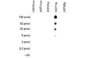 Cross reactivity tests using the Histone H3 (phospho T11) antibody.