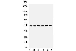 Western blot testing of TRAM antbody