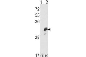 Western Blotting (WB) image for anti-Endoplasmic Reticulum Protein 29 (ERP29) antibody (ABIN3001703)