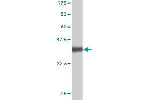 Western Blot detection against Immunogen (38.