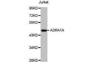 Western blot analysis of extracts of Jurkat cell line, using ADRA1A antibody. (alpha 1 Adrenergic Receptor antibody  (AA 346-475))