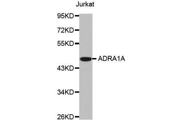 alpha 1 Adrenergic Receptor anticorps  (AA 346-475)