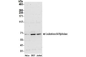 Western Blotting (WB) image for anti-Leukotriene A4 Hydrolase (LTA4H) (AA 561-611) antibody (ABIN7450412)
