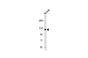 SEMA5A antibody  (N-Term)